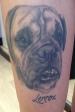 Healed black and grey bulldog thigh tattoo